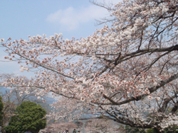 201204091250520409arashiyamasomeiyoshino.jpg